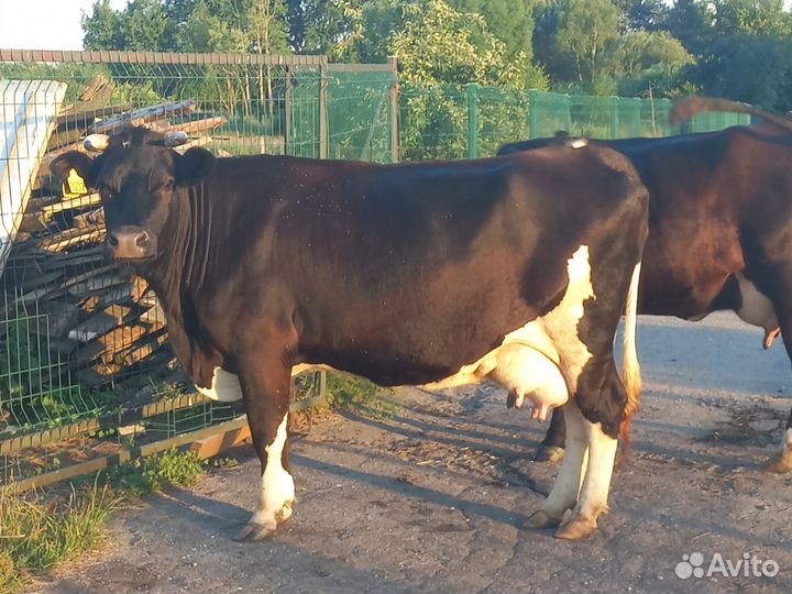 Корова стельная дойная