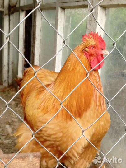 Петух орпингтон