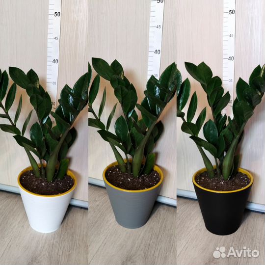 Замиокулькас в кашпо 14 см