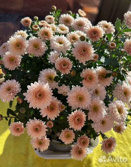 Хризантемы мультифлора