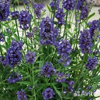 Лаванда саженцы