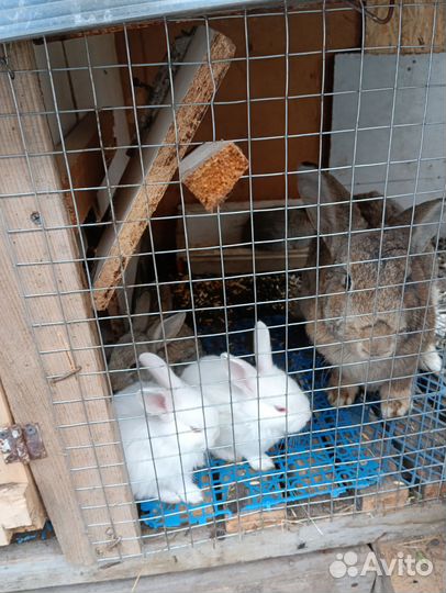 Крольчата молодняк