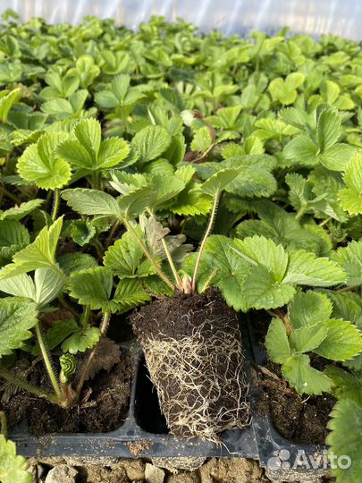 Рассада клубники