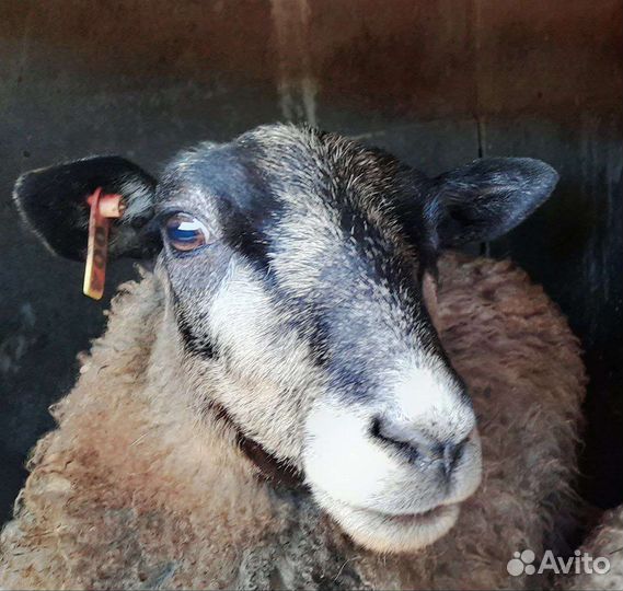 Катумские овцы и баран