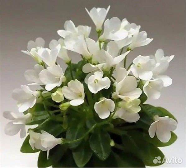 Сортовые фиалки