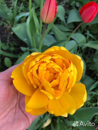 Луковицы тюльпанов