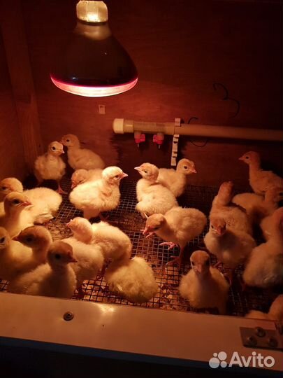 Индюшата и инк. яйцо тяжелых и средних кроссов