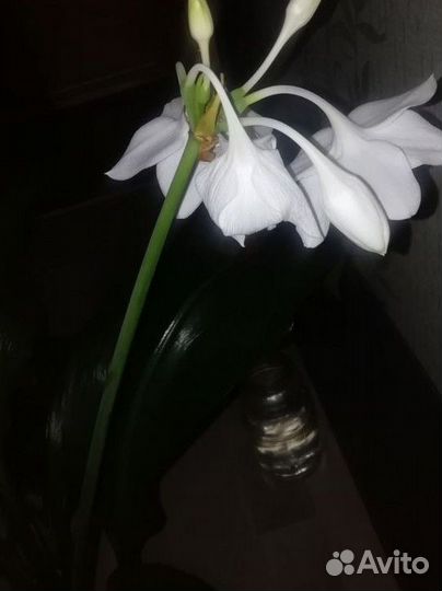 Цветы