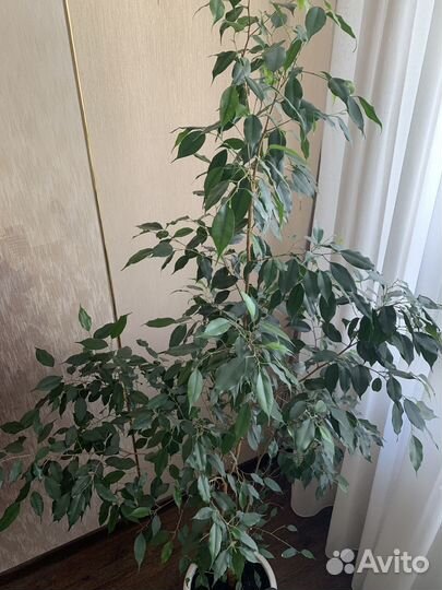 Комнатные растения цветы большие