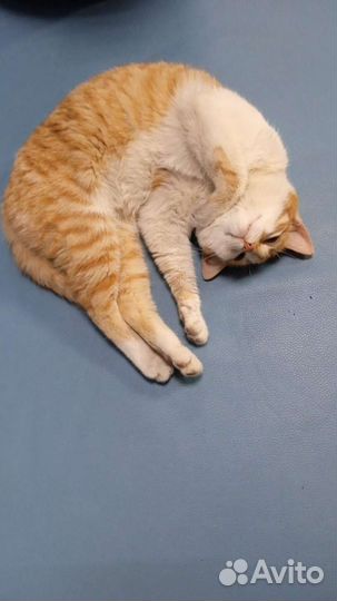 Кошка рыжая по кличке Перси (девочка)