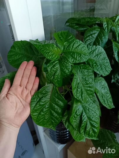 Растения перцы суперхоты Carolina reaper жгучие