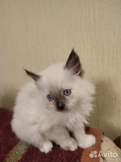 Балинезийская кошка