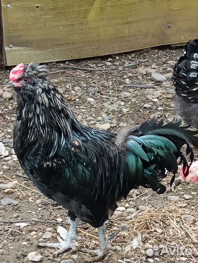 Петух породы Китайская шелковоя