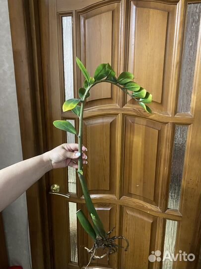 Долларовое дерево