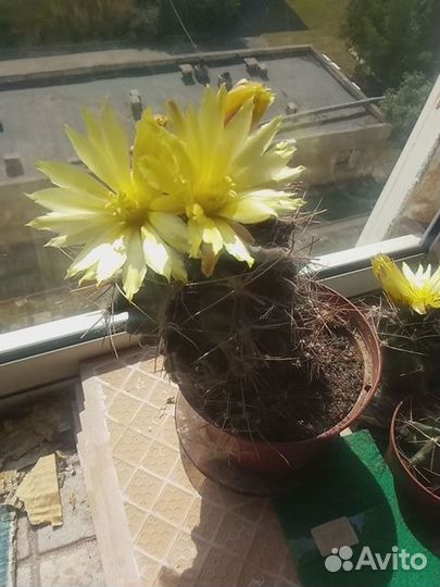 Кактусы цветущие