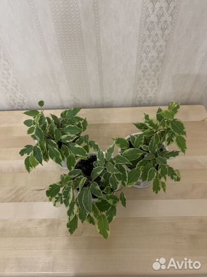 Фикус бенджамина разных разновидностей