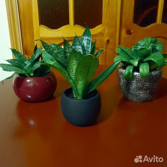 Сансевиерия