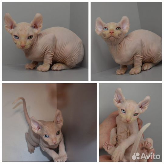 Котята эльфы