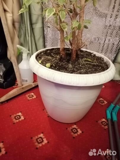 Фикус бенджамина большой