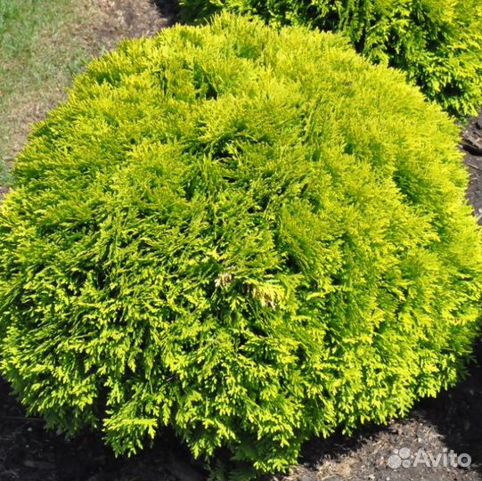 Туя шаровидная Мириам /Мириам /Туя