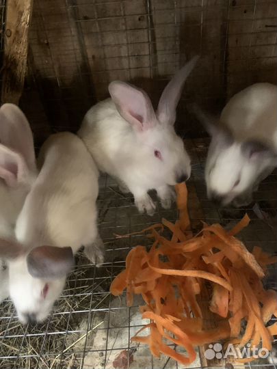 Крольчата