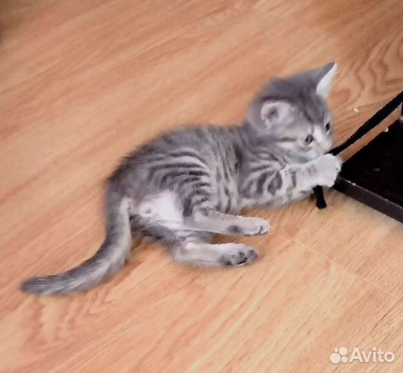 Котята 2 месяца