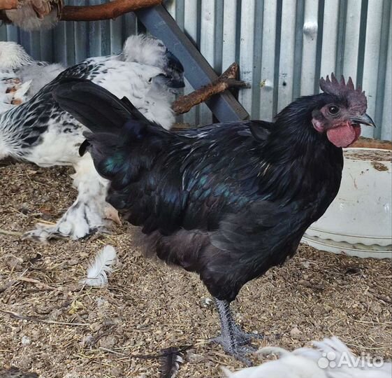 Молодые петухи