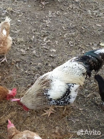 Куры петухи