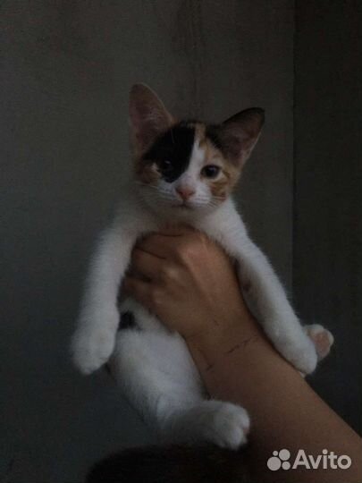 Кошка в дар бесплатно