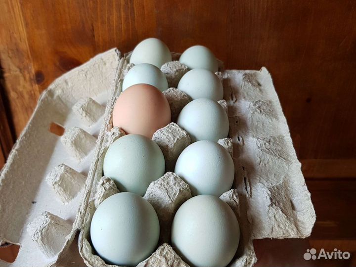 Домашние куриные яйца