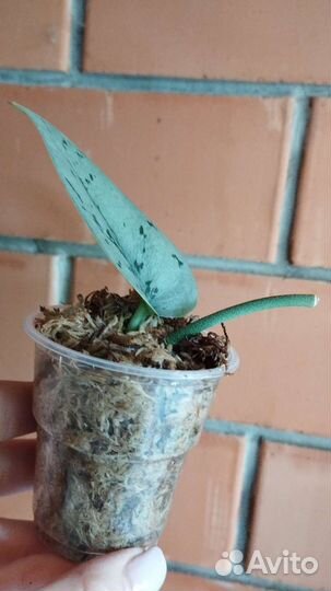 Сциндапсус Silver Lady