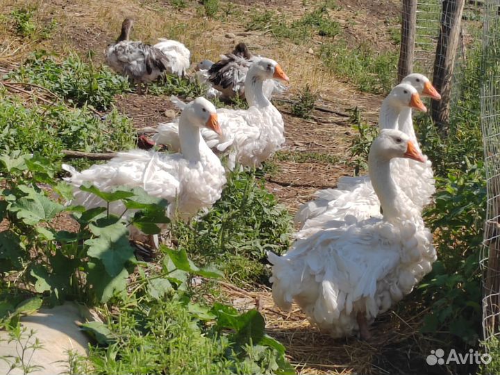 Гуси Ленточные, Курчавые, Севастопольские