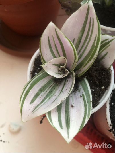 Традесканция нанук