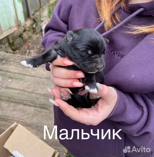 Щенки Лайки