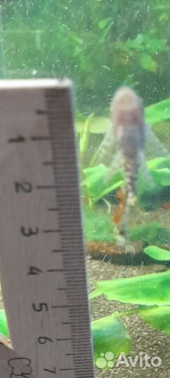 Анциструс Вуаль Стрекоза. Венесуэла оранж