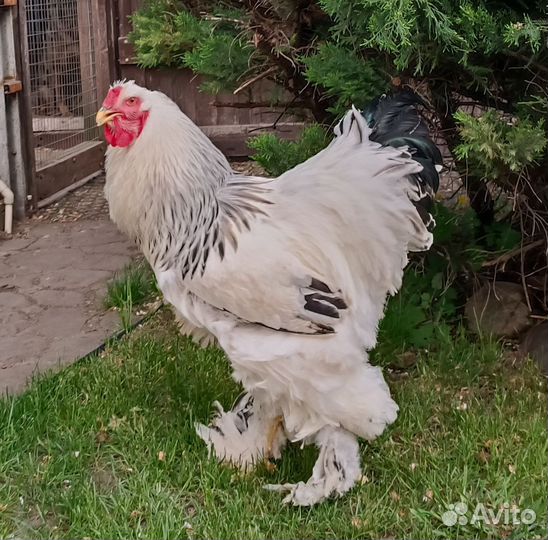 Петух Брама 