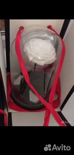 Вечная роза в колбе