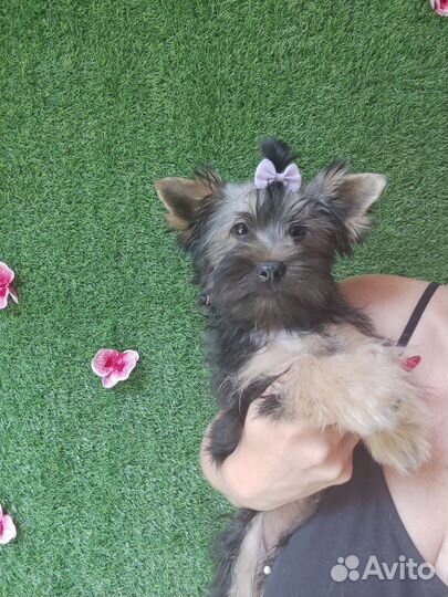 Йоркширский терьер