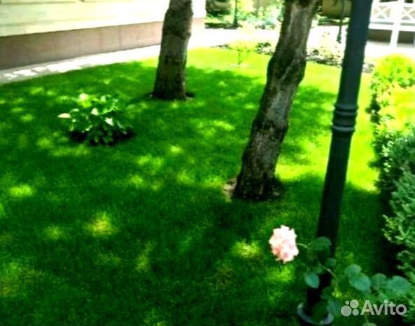 Рулонный газон