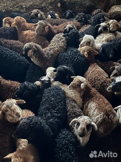 Овцы, бараны, ягнята