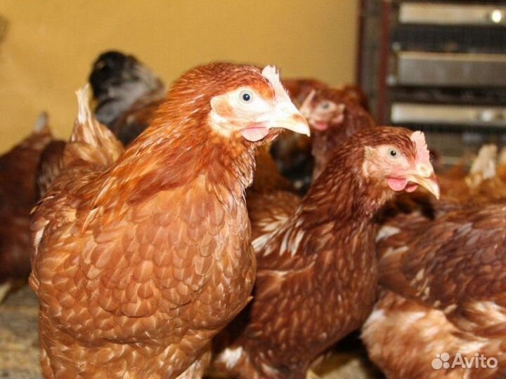 Куры несушки породы Леггорн