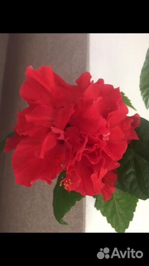 Гибискус китайская роза