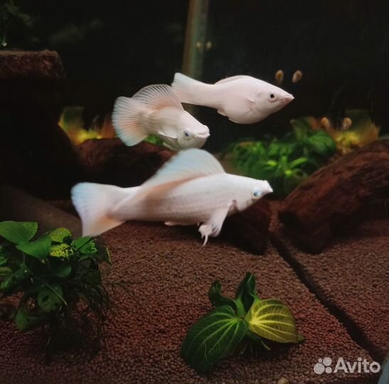 Велиферы платина продажа или обмен