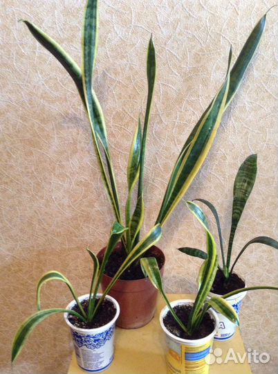 Комнатные растения от