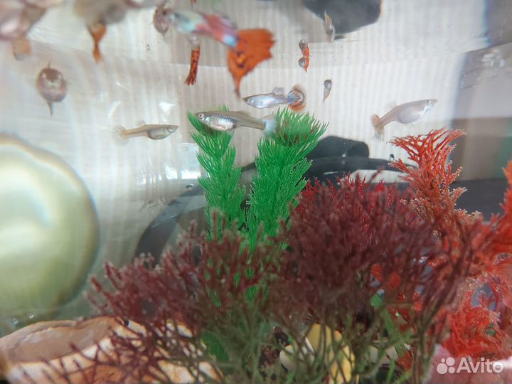 Аквариумные рыбки гуппи