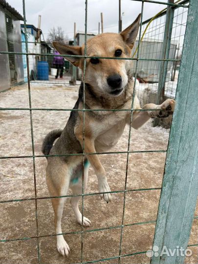 Собака для семьи