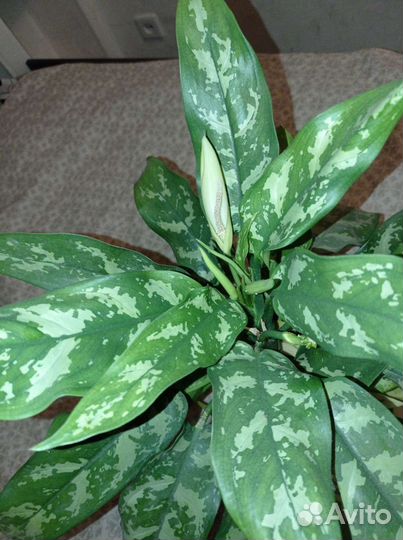 Аглаонема Мария