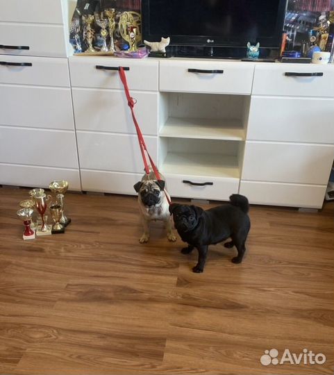 Очаровательные девочки