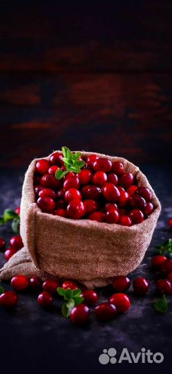 Клюква из Карелии свежая