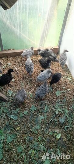 Цыплята от кур несушок